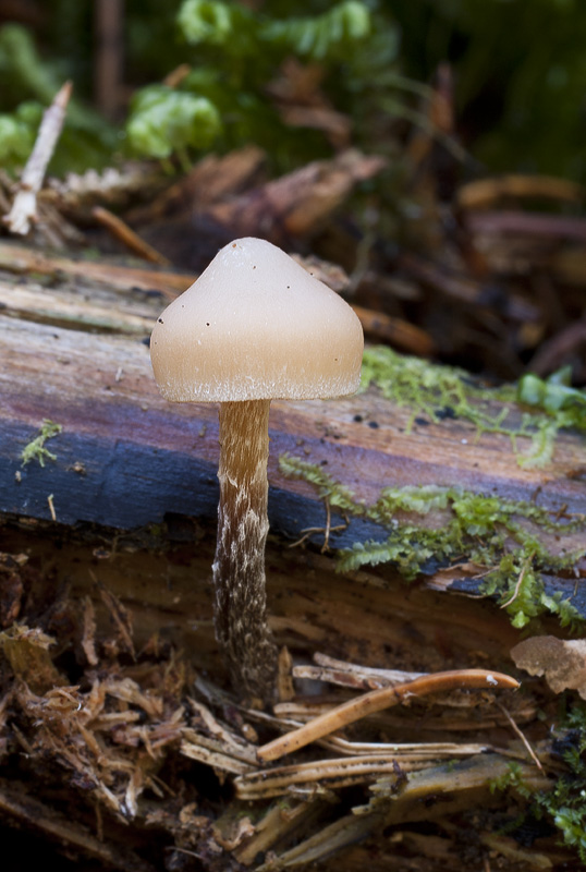 Galerina camerina